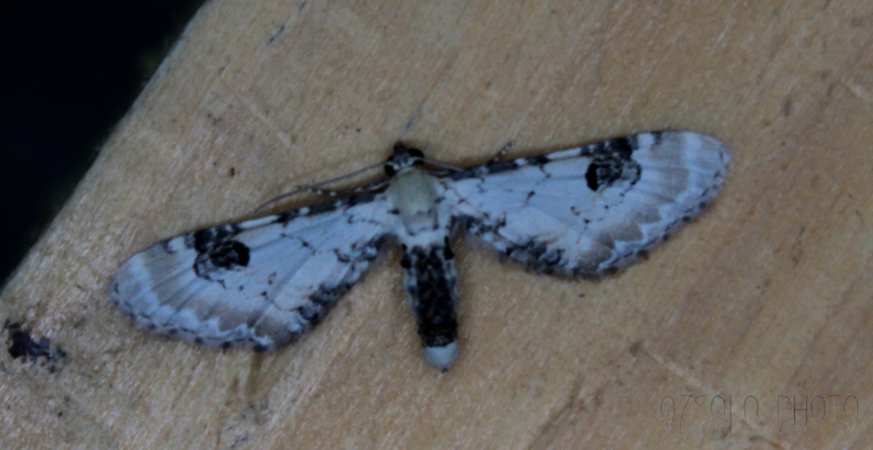 Eupithecia centaureata - búzavirág-törpearaszoló