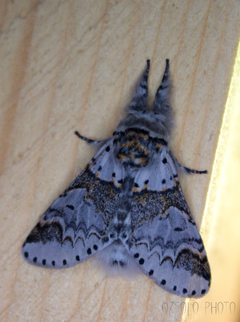 Furcula furcula - szürke púposszövő