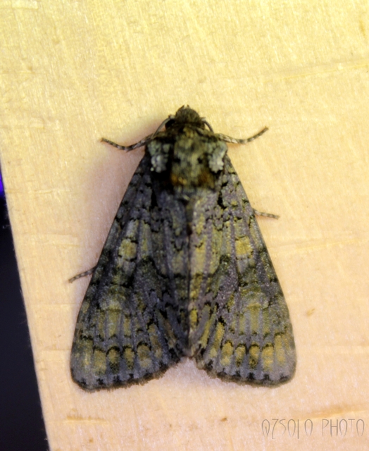 Craniophora ligustri - fagyalbagoly