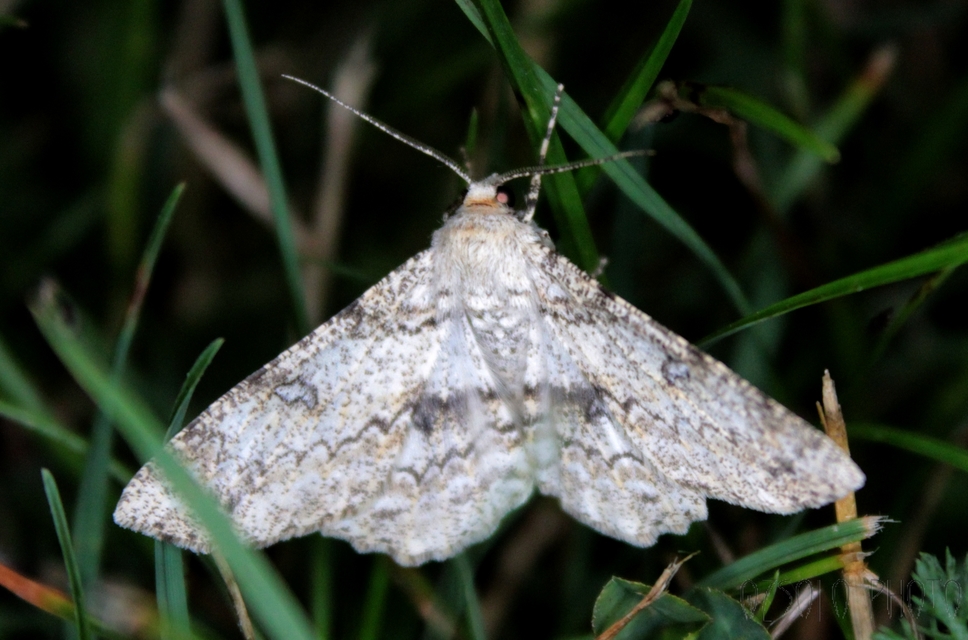 Ascotis selenaria - holdas faaraszoló
