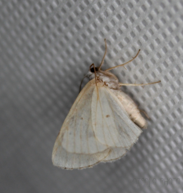 Lomographa temerata - foltos fehéraraszoló