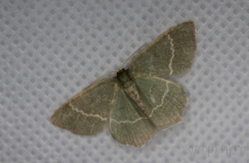 Chlorissa cloraria - sárgászöld araszoló