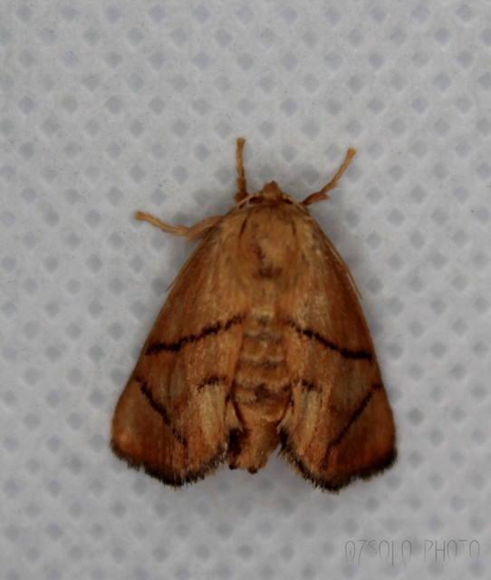 Apoda limacodes - kagylólepke