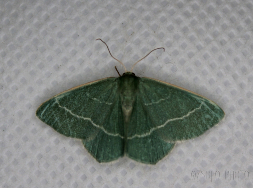 Chlorissa viridata - üdezöld araszoló