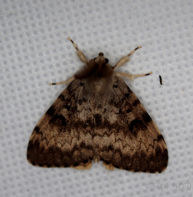 Lymantria dispar - gyapjaslepke