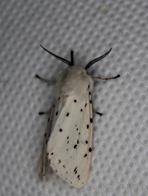 Spilosoma lubricipedum - tejszínű medvelepke