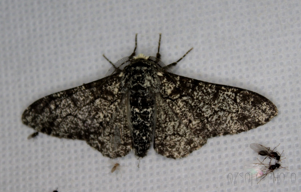 Biston betularia - szürkepettyes araszoló