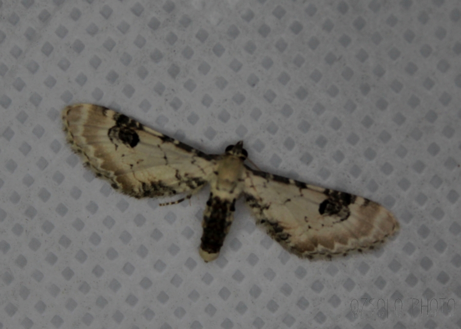 Eupithecia centaureata - búzavirág-törpearaszoló