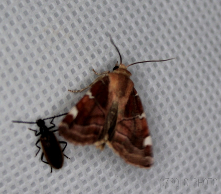 Cosmia diffinis - szilfa-lombbagoly