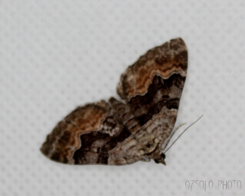 Xanthorhoe quadrifasiata - négysávos tarkaaraszoló