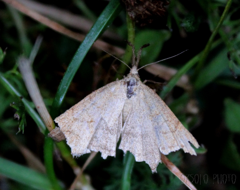 Polypogon tentacularia - sötétaljú karcsúbagoly