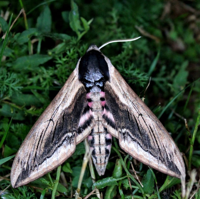 Sphinx ligustri - fagyalszender