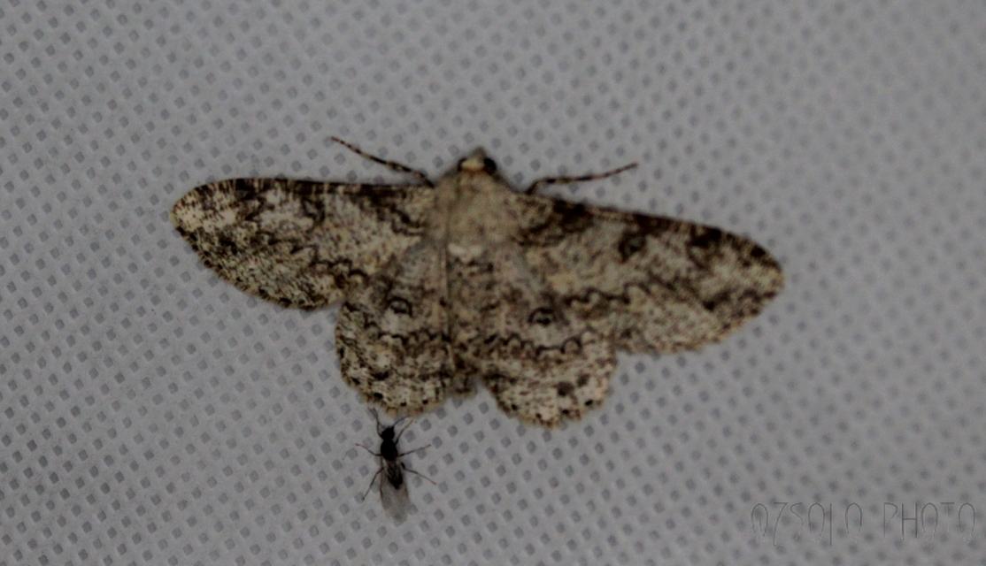Ascotis selenaria - holdas faaraszoló