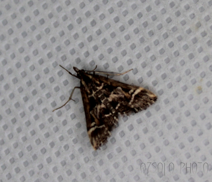 Diasemia reticularis - betűmintás tűzmoly