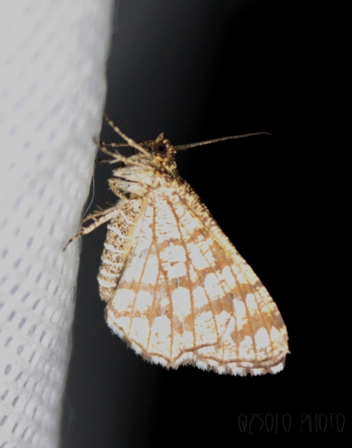 Chiasmia clathrata - rácsos rétiaraszoló