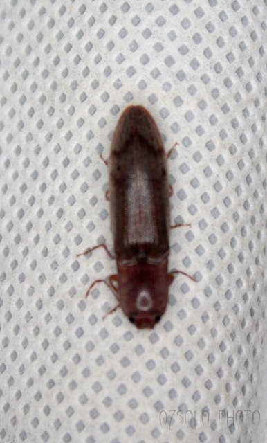 Stenagostus rhombeus - rombusznyakú pattanó
