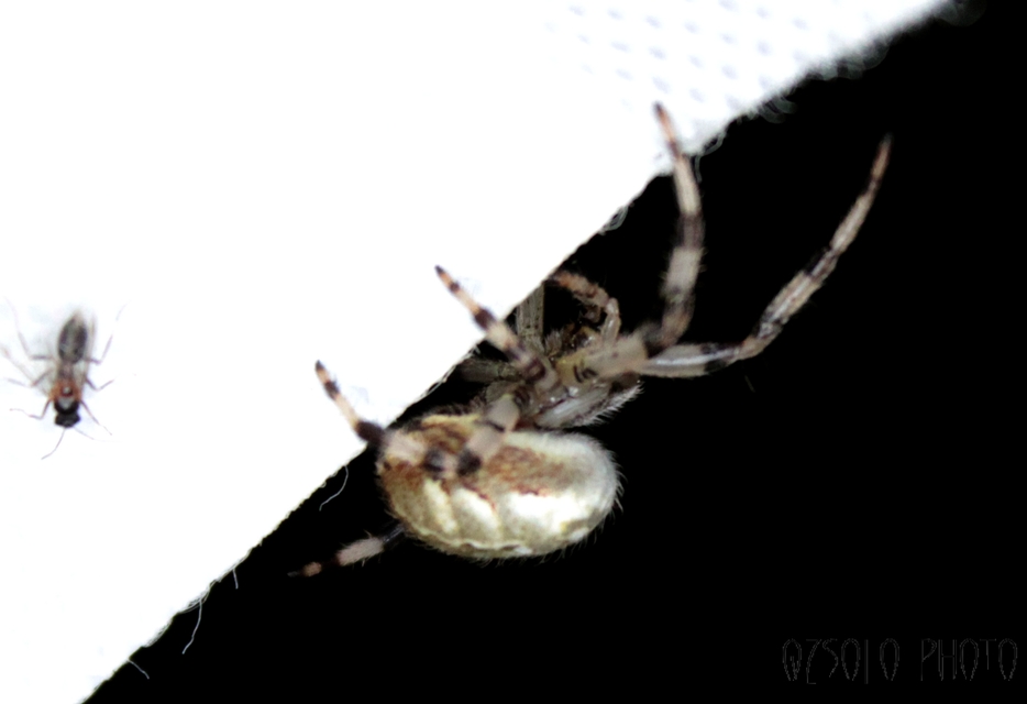 Araneus quadratus - négyes keresztespók