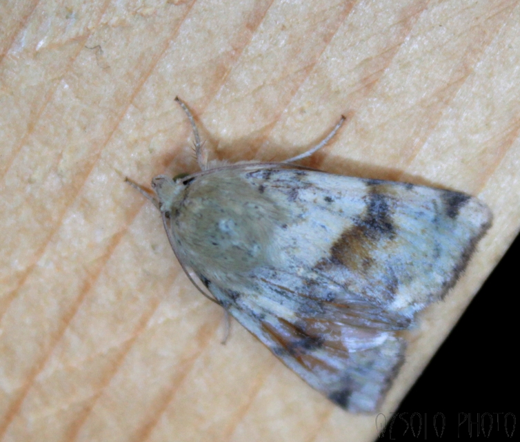 Heliothis viriplaca - mácsonyabagoly