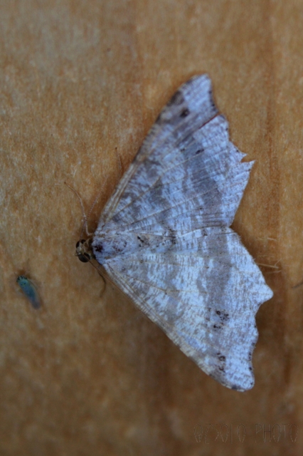 Macaria alternata - közönséges szürkearaszoló