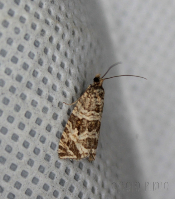 Celypha rivulana - dudvasodró tükrösmoly