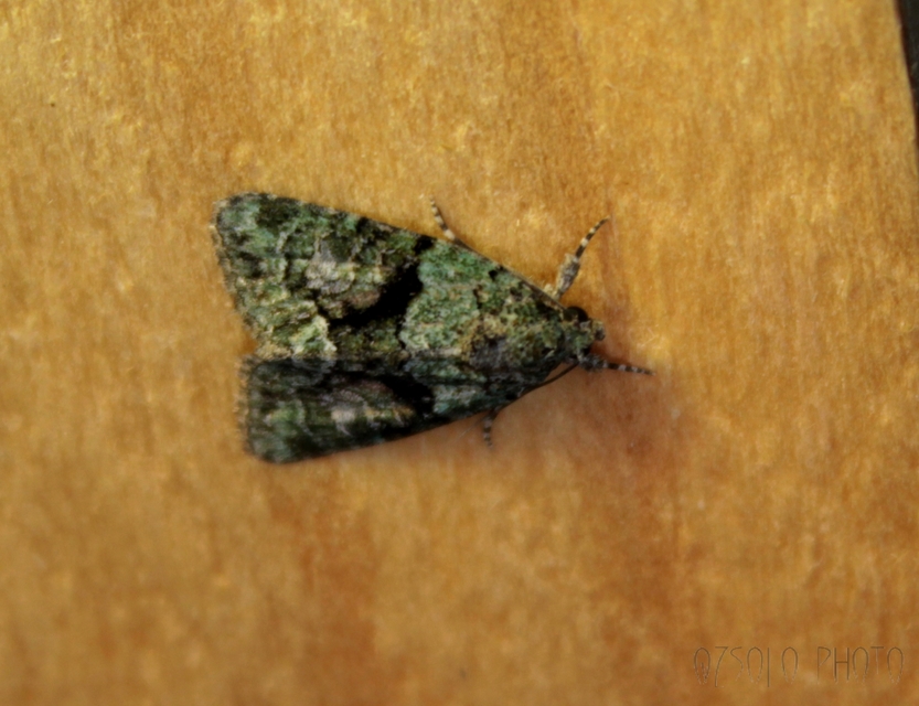 Cryphia algae - sárgászöld zuzmóbagoly