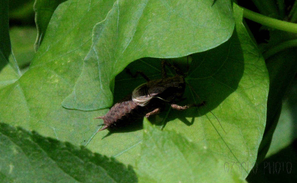 Pholidoptera griseoaptera - szürke avarszöcske