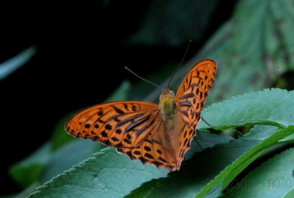 Argynnis paphia - nagy gyöngyházlepke