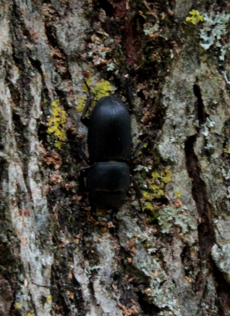 Dorcus parallelipipedus - kis szarvasbogár