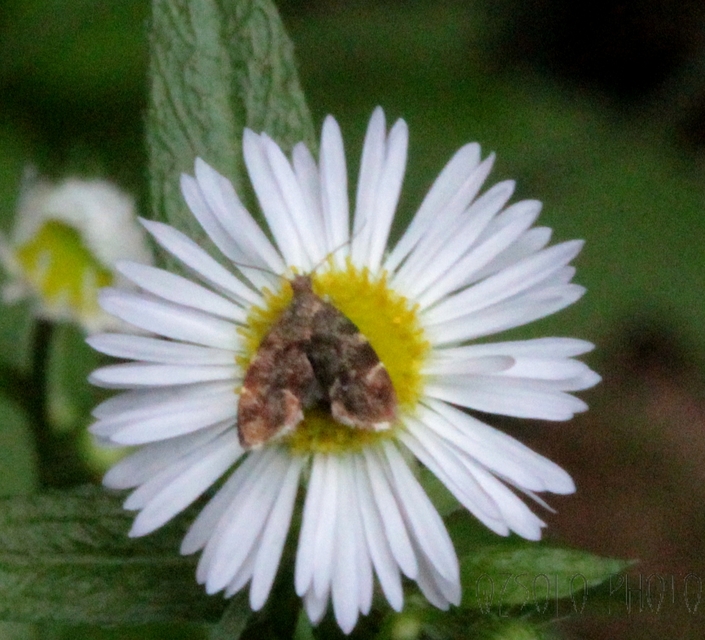 Anthophila fabriciana - lápréti levélmoly