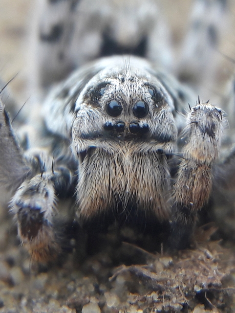 Lycosa singoriensis - szongáriai cselőpók