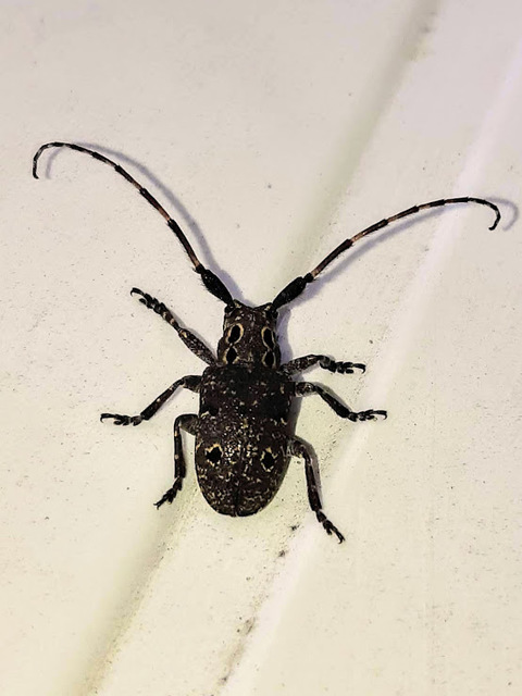 Mesosa curculionoides - szemfoltos cincér