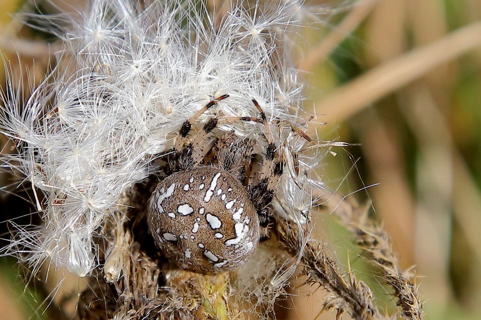 Araneus quadratus - négyes keresztespók