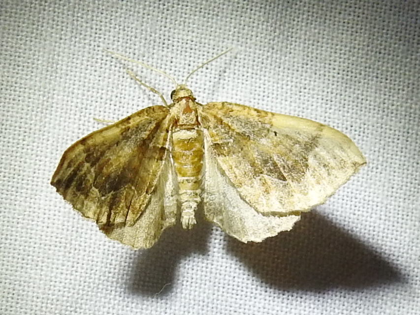 Pelurga comitata - nagy tarkaaraszoló