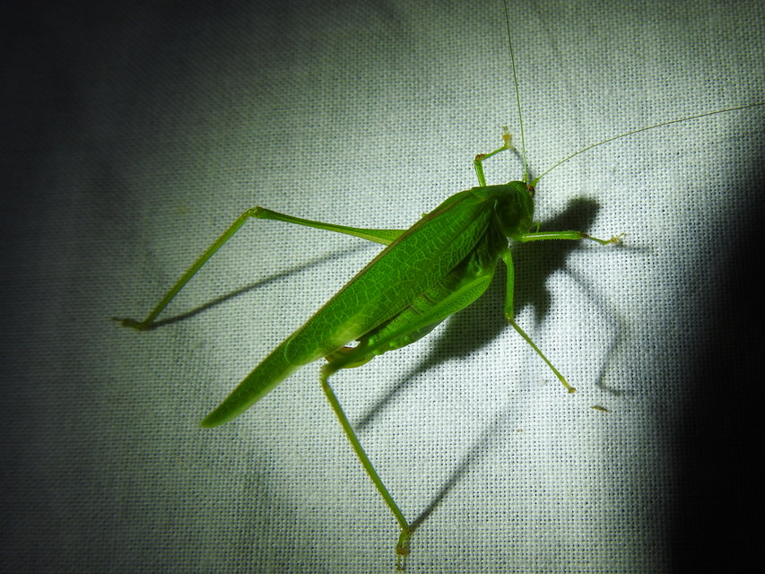 Phaneroptera nana - pontozott repülőszöcske