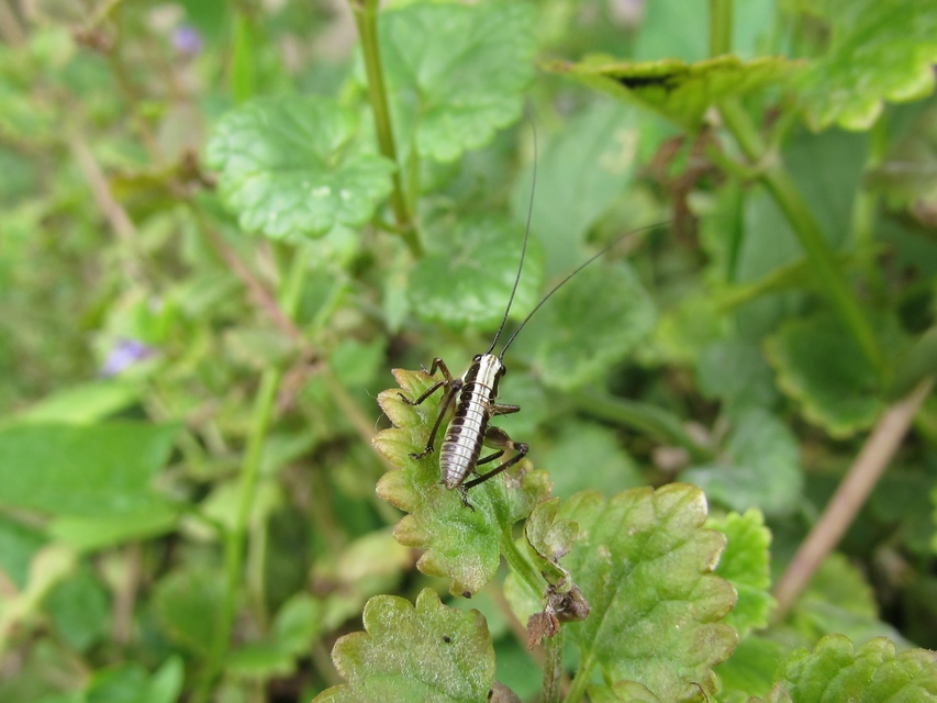 Pholidoptera fallax - galléros avarszöcske Pholidoptera fallax - galléros avarszöcske