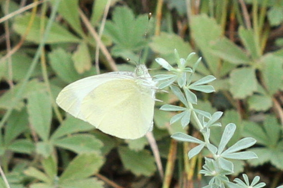 Pieris ergane - sziklai fehérlepke