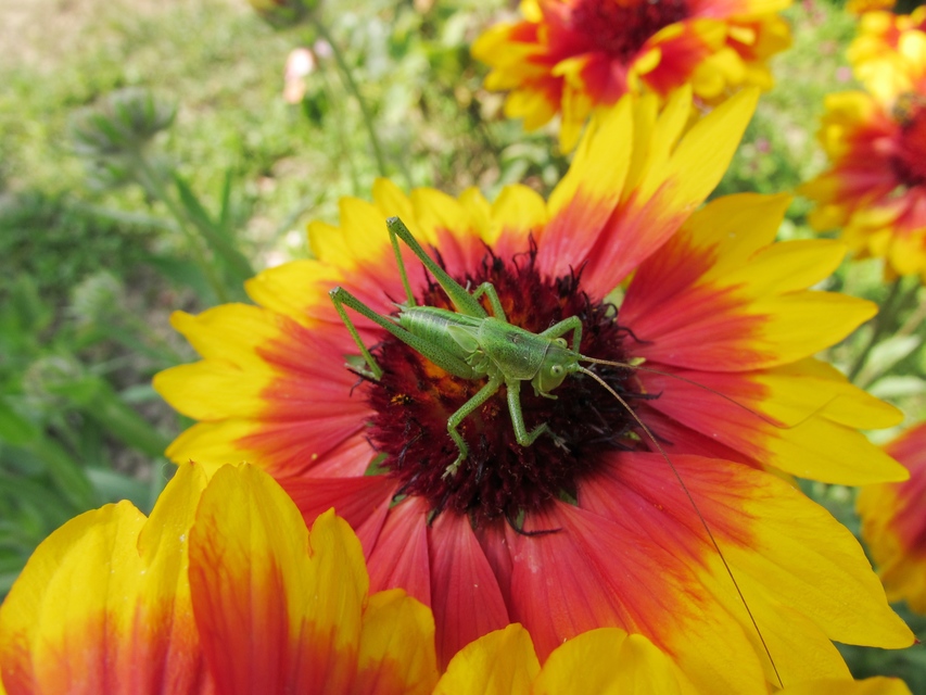Tettigonia viridissima - zöld lombszöcske Tettigonia viridissima - zöld lombszöcske