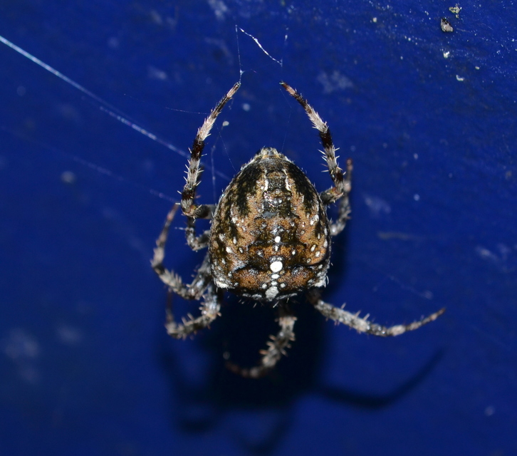 Araneus diadematus - koronás keresztespók