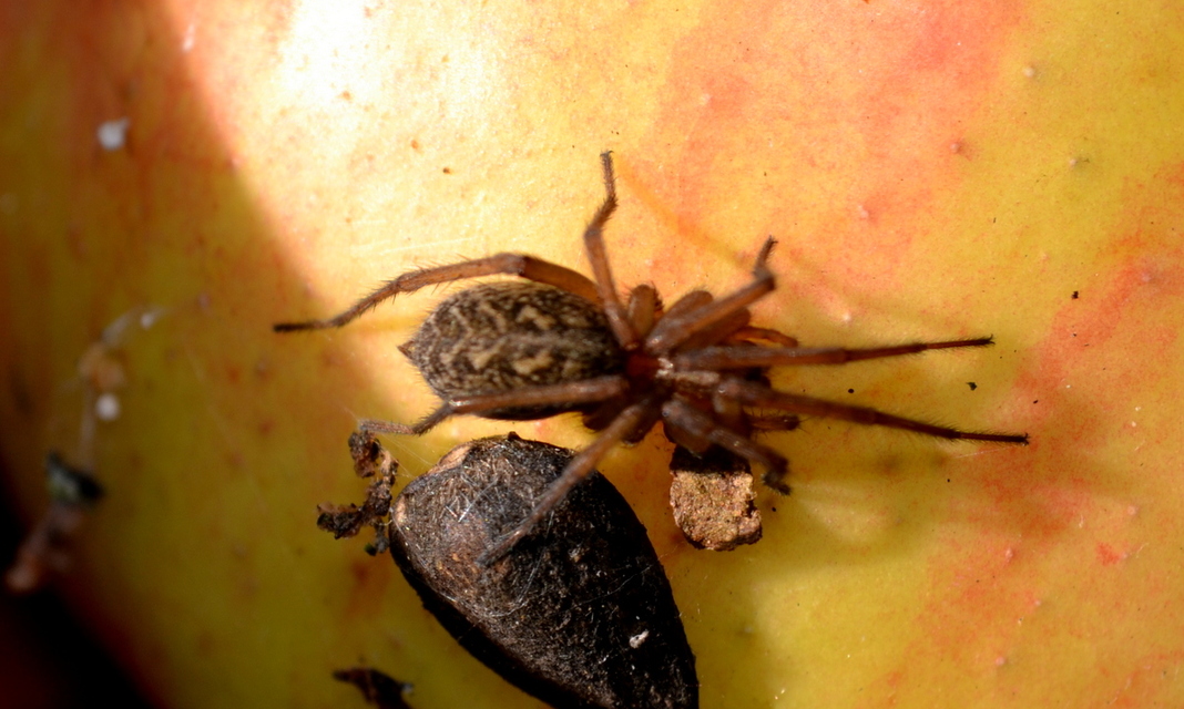 Eratigena agrestis - réti zugpók