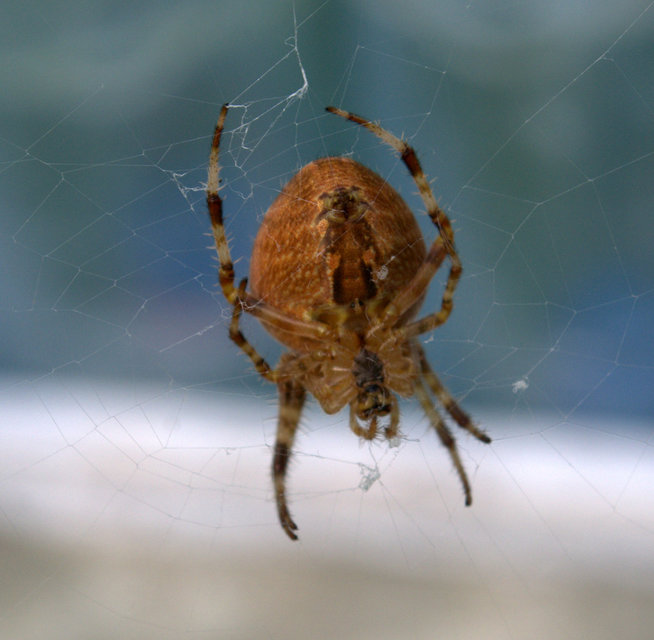 Araneus diadematus - koronás keresztespók
