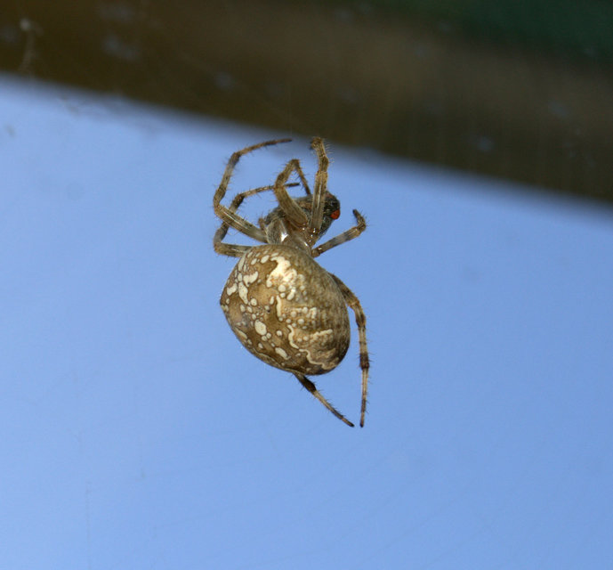 Araneus diadematus - koronás keresztespók