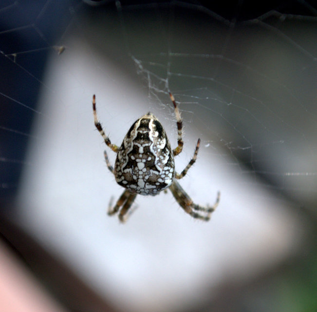 Araneus diadematus - koronás keresztespók