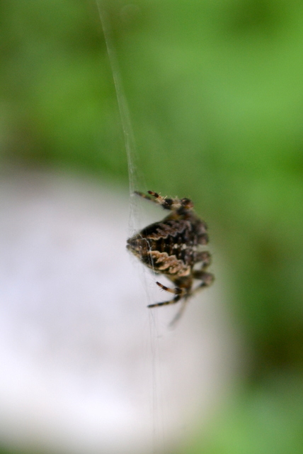 Araneus diadematus - koronás keresztespók
