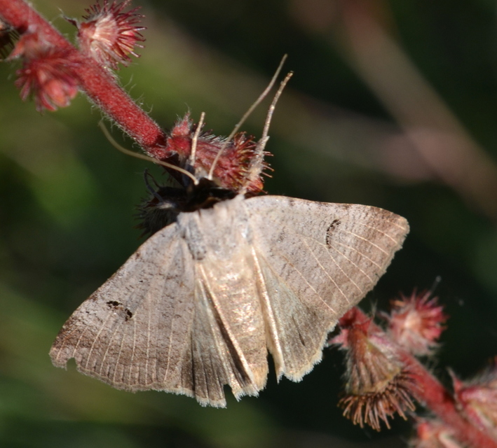 Lygephila craccae - gyakori csüdfűbagoly