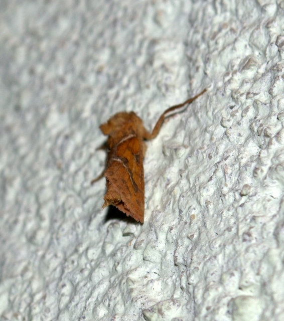 Triodia sylvina - kis gyökérrágólepke