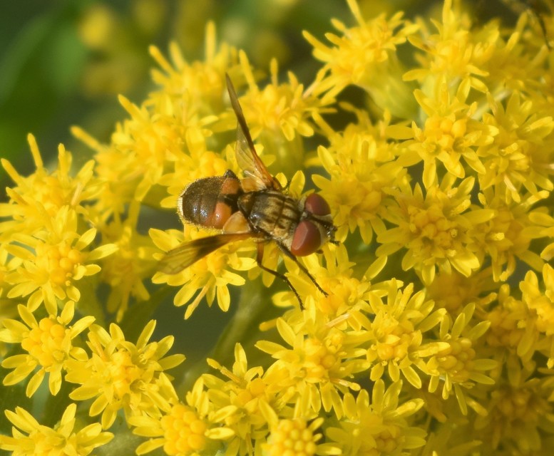 Ectophasia crassipennis - szélespotrohú poloskafürkész