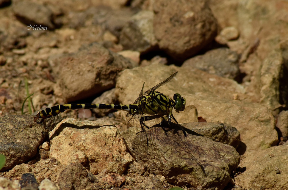Onychogomphus forcipatus - gyűrűs folyami-szitakötő