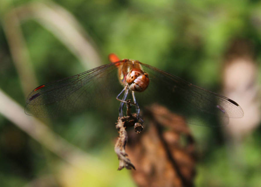 Sympetrum striolatum - harántsávos katona-szitakötő