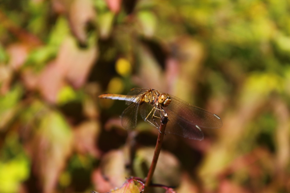 Sympetrum meridionale - fakó katona-szitakötő