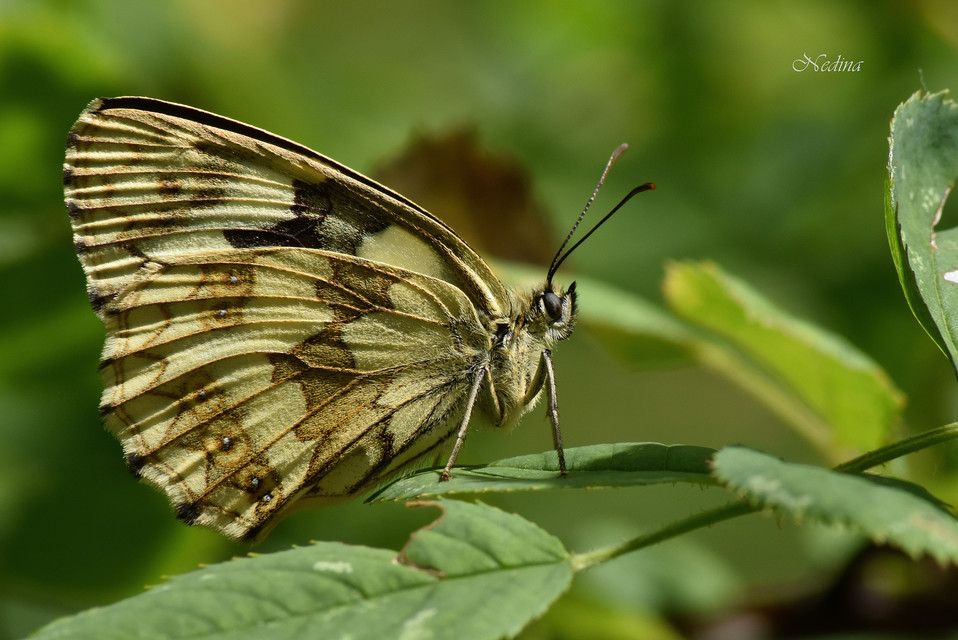 Melanargia galathea - sakktáblalepke